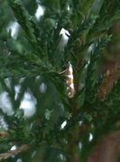 Gold-ribbon Argent (Argyresthia brockeella)