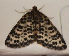 Spotted Beauty (Arichanna melanaria)