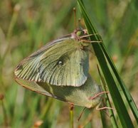 Moorland Clouded Yellow (Colias palaeno)