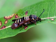 Raspberry Clearwing (Pennisetia hylaeiformis)