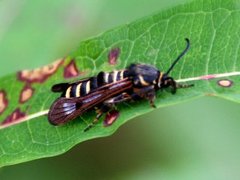 Bringebærglassvinge (Pennisetia hylaeiformis)