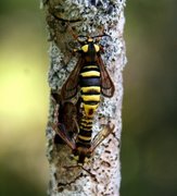 Hornet Moth (Sesia apiformis)