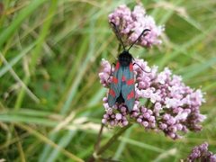 Seksflekket bloddråpesvermer (Zygaena filipendulae)