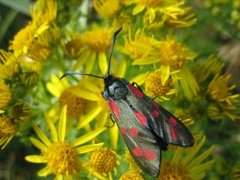 Six-spot Burnet (Zygaena filipendulae)