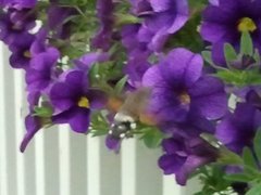 Hummingbird Hawk-moth (Macroglossum stellatarum)
