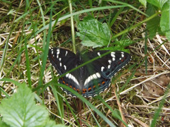 Poplar Admiral (Limenitis populi)