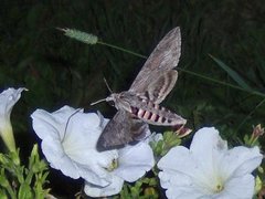 Convolvulus Hawk-moth (Agrius convolvuli)