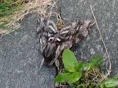 Convolvulus Hawk-moth (Agrius convolvuli)