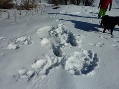 Moose (Alces alces)