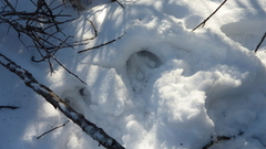 Moose (Alces alces)