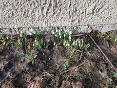 Snøklokke (Galanthus nivalis)