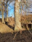 Birch (Betula)