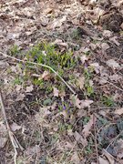 Snøkrokus (Crocus tommasinianus)