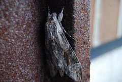 Convolvulus Hawk-moth (Agrius convolvuli)