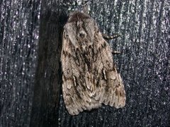 Rannoch Sprawler (Brachionycha nubeculosa)