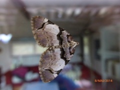 The Streamer (Anticlea derivata)