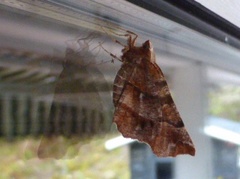 Early Thorn (Selenia dentaria)