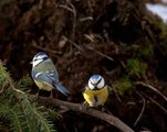 Blåmeis (Cyanistes caeruleus)