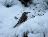 Trekryper (Certhia familiaris)