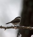 Løvmeis (Poecile palustris)