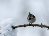 Løvmeis (Poecile palustris)