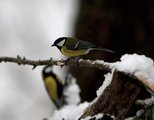 Kjøttmeis (Parus major)