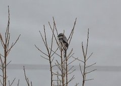Great Grey Shrike (Lanius excubitor)
