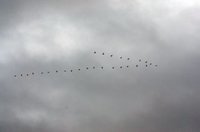 Great Cormorant (Phalacrocorax carbo)