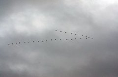 Great Cormorant (Phalacrocorax carbo)