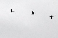 Great Cormorant (Phalacrocorax carbo)