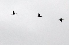 Great Cormorant (Phalacrocorax carbo)