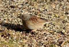 Hedge Accentor (Prunella modularis)