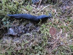Ash-black Slug (Limax cinereoniger)