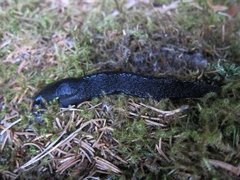 Ash-black Slug (Limax cinereoniger)