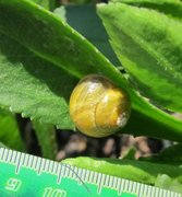White-lipped Gardensnail (Cepaea hortensis)