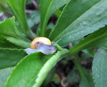 Hagesnegl (Cepaea hortensis)