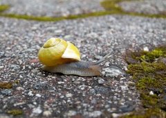 White-lipped Gardensnail (Cepaea hortensis)