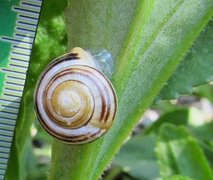 White-lipped Gardensnail (Cepaea hortensis)