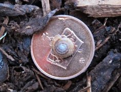 Hairy Snail (Trochulus hispidus)