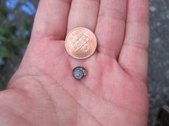 Hairy Snail (Trochulus hispidus)
