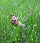 White-lipped Gardensnail (Cepaea hortensis)