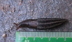 Giant Garden Slug (Limax maximus)