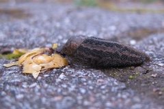 Giant Garden Slug (Limax maximus)