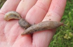 Gray field slug (Deroceras reticulatum)
