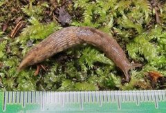 Gray field slug (Deroceras reticulatum)