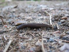 Ash-black Slug (Limax cinereoniger)
