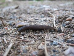 Svartkjølsnegl (Limax cinereoniger)