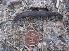 Ash-black Slug (Limax cinereoniger)