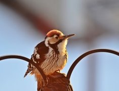 White-backed Woodpecker (Dendrocopos leucotos)
