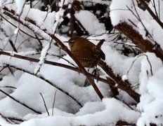Winter Wren (Troglodytes troglodytes)